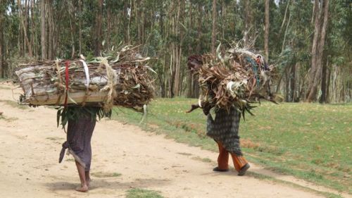 women fuelwood carriers