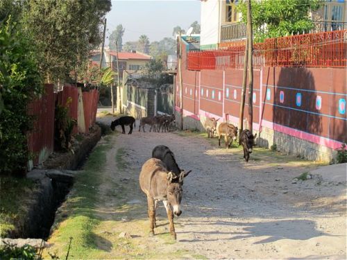 donkeys in the lane