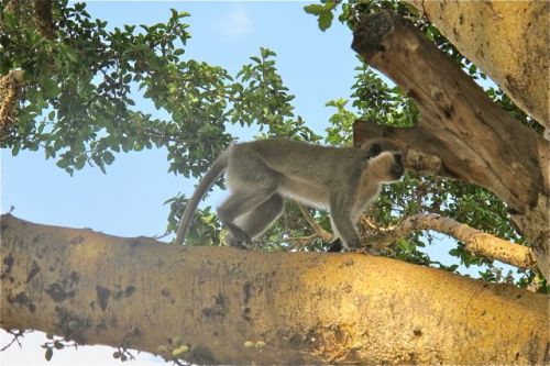 cheeky monkey in tree