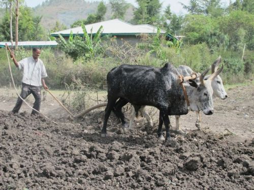 ploughing with oxen