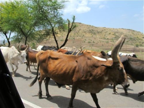 road cattle