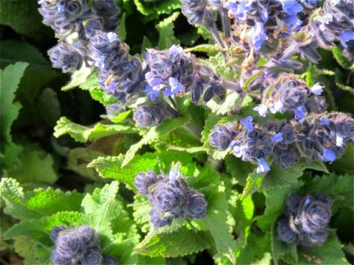 blue flowers close up