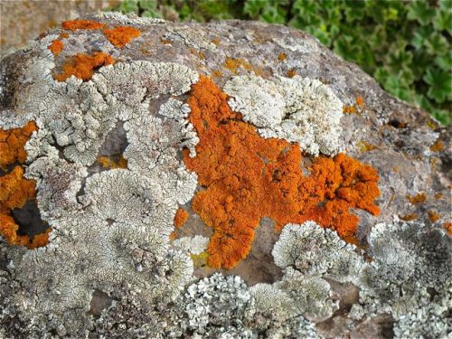 lichen on rock close up