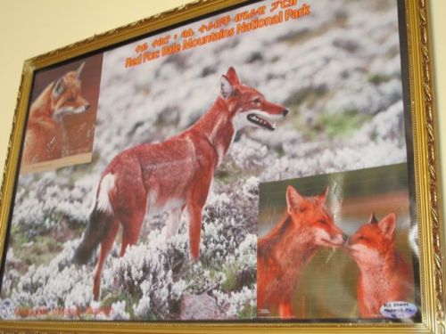 red fox painting in President's office